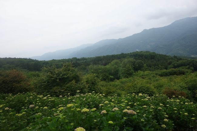 「二兎追う者は一兎をも得ず」あじさいと雲海を求めて美の山へ行く、そして銭！