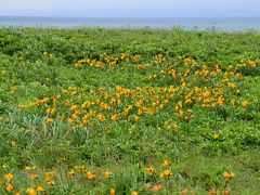 サロベツ原野オロロンラインを橙と黄色に染めるお花畑（北海道）