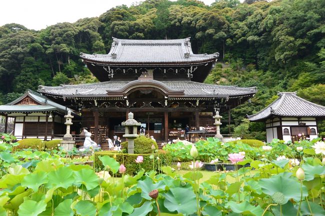 またまた京都へ行ってしまいました(笑)<br />来週も行くというのに暇さえあれば<br />どこかに行きたくなり、、、<br />西国の御詠歌を頂きたいのもあって<br />近場の京都か滋賀に行こうと母親を誘い(^^♪<br />抹茶パフェが食べたいし、７月８月は『三室戸寺』の<br />蓮が咲いてるはずだし、と宇治に行ってきました☆<br /><br />去年も訪れていて３度目の『三室戸寺』。<br />今まではアジサイの時期に訪れていましたが、<br />今回は蓮の時期に行ってきました♪<br /><br />去年の旅行記はコチラ↓↓↓<br /><br />２０１６年６月 女子二人宇治で御朱印巡り♪<br />～「平等院」～「そば処　ながの」で手打ち蕎麦～<br />「ラク　カフェ」でロコモコ～「宇治神社」～「興聖寺」～「宇治上神社」～<br />「辻利兵衛本店」で抹茶パフェ～「三室戸寺」でアジサイ鑑賞<br />　　http://4travel.jp/travelogue/11137425<br /><br /><br />