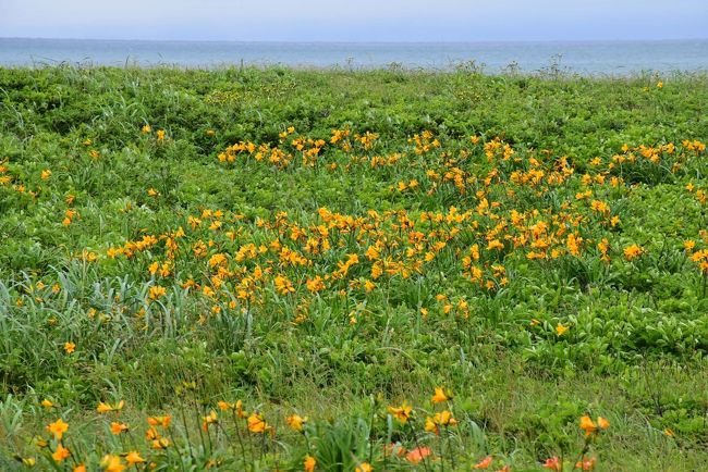 サロベツ原野は1万年ほど前、海とつながる大きな湖だったところに生えた植物が枯れて、分解されないまま泥炭となって積み重なり、約6千年かけてできた湿原です。<br />栄養分が乏しく、厳しい環境に適した様々な植物が次々と花を咲かせます。<br /><br />6月下旬にはエゾカンゾウ、エゾスカシユリ、カキツバタなどの花々が、サロベツ原野を彩ります。<br />今年はサロベツ原生花園に遅霜があり、エゾカンゾウの咲き具合が少なめです。<br />しかし、海岸沿いのオロロンライン周辺は遅霜の影響を受けず、橙色（エゾスカシユリ）と黄色（エゾカンゾウ）に染まる見事なお花畑になっています。<br /><br />今日はサロベツ原生花園、オロロンラインのお花畑、兜沼の「言問の松」などをめぐります。<br /><br />旅行記はサロベツ湿原センターの資料や話を参考にしました。