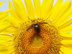 兵庫・播州の夏の花と神戸北区のフルーツを求めて！