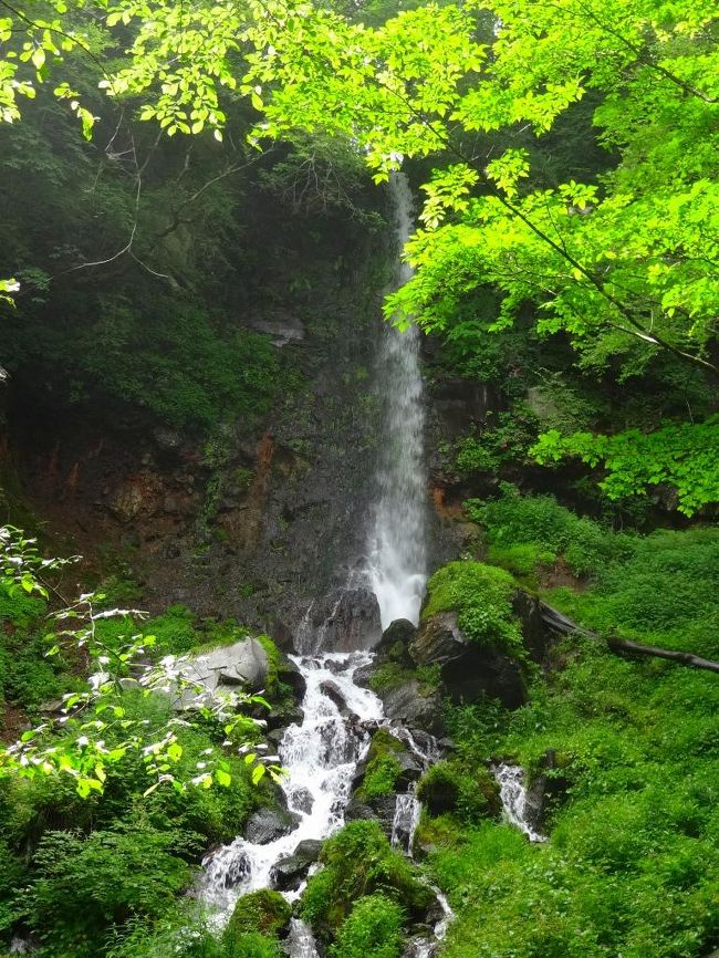 毎年の盛夏は志賀高原をはじめとした信州の高地に滞在します。<br /><br />それは上高地だったり白馬だったりと多少は変わりますが、信州中心であることは間違いありません。<br /><br />今年の夏は避暑の王道？である軽井沢、北軽井沢、そして嬬恋高原を目指しましたーー。<br /><br />