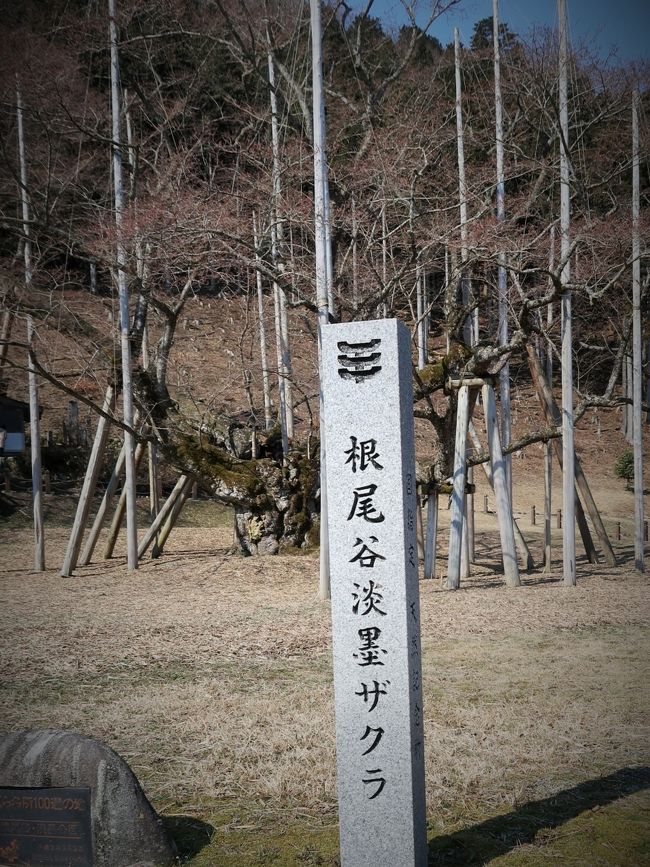 淡墨公園 （根尾谷淡墨桜）について<br />樹齢1500余年と推定される彼岸桜の古木「淡墨桜」は、蕾はピンク、満開時に白く、散り際には淡く墨色を帯びることで知られ、国の天然記念物に指定されている。歴史ある桜を眺めながら神秘的なひと時を楽しもう。<br />所在地　　〒501-1524　 岐阜県本巣市根尾板所995 MAP  <br />交通アクセス　(1)名神大垣ICより1時間20分<br />（http://www.jalan.net/kankou/spt_guide000000179737/　より引用）<br /><br />ロワジール　ホテル大垣　については・・<br />http://www.solarehotels.com/hotel/tokai/gifu/loisir-ogaki.html<br />