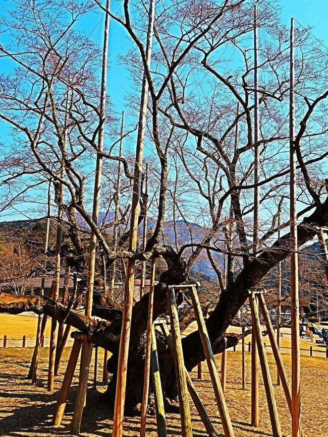 淡墨公園 （根尾谷淡墨桜）について<br />樹齢1500余年と推定される彼岸桜の古木「淡墨桜」は、蕾はピンク、満開時に白く、散り際には淡く墨色を帯びることで知られ、国の天然記念物に指定されている。歴史ある桜を眺めながら神秘的なひと時を楽しもう。<br />所在地　　〒501-1524　 岐阜県本巣市根尾板所995 MAP  <br />交通アクセス　(1)名神大垣ICより1時間20分<br />（http://www.jalan.net/kankou/spt_guide000000179737/　より引用）<br /><br />根尾谷淡墨ザクラ については・・<br />http://www.city.motosu.lg.jp/sight/usuzumi/<br /><br />本巣市は、2004年2月1日に本巣町・真正町・糸貫町・根尾村が合併して誕生しました。東西17km、南北43km、総面積374.65km2で、岐阜県の南西部のほぼ中央から北端に位置し、北部は福井県と県境を、西部は揖斐郡に、南部は瑞穂市及び本巣郡北方町に、東部は岐阜市、山県市及び関市と隣接しています。<br />　本巣市の西端を北部の山岳地帯からの大小河川のほとんどを合流する根尾川が南へ貫流しています。この河川を灌漑用水として利用し、南部の肥沃な耕地から各種の農産物を豊富に生産しています。<br />本巣市役所からは、車で県都岐阜市まで20分ほど、副県都大垣市までは30分ほど、また、名古屋の中心部まで車で１時間20分ほどです。<br /><br />本巣市　については・・<br />http://www.city.motosu.lg.jp/<br />