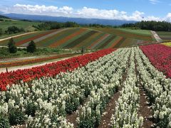 前回、まだ早かったたくさんの花を見に、富良野、美瑛に行ってきました～美瑛編