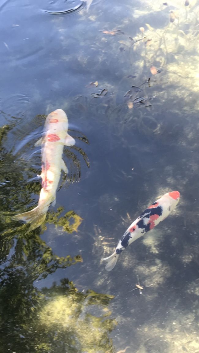 自然からの透き通った池でハートの鯉を見つけました。