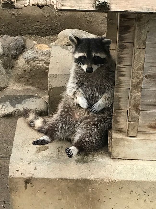 青春18きっぷで行ってきた。～甲府のほうとうと山梨市のゆるゆる動物公園～