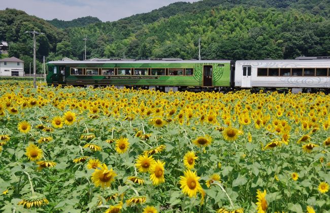 見に行くのを諦めていたひまわりですが、夫に誘われたので一緒に行ってきました。<br /><br /><br />まんのう町は、仲南地区帆山を中心に、特色あるまちづくりの一環として【ひまわりの里づくり事業】に取り組んでいます。<br />平成29年度の栽培面積は町内全域で約22ヘクタールで本数にして約100万本の花を咲かせます。<br />特に帆山団地では、毎年約5ヘクタールもの団地化された圃地で作付けが行われており、一面黄色の花で埋め尽くされます。<br /> ~まんのう町HPより~<br /><br /><br />ちょうど「四国まんなか千年ものがたり列車」が通る時間が一緒になったので写せて良かったです。<br /><br />一度乗ってみたい列車です。