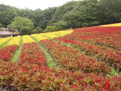 雨上がりの森林公園でとびっきり見頃の里山の宝石やまゆり詣（前編）西口広場のケイトウ花畑やグリーンドームや見どころ多かった都市緑化植物園など