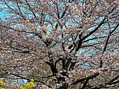 都立小金井公園　〔桜の園〕　さくら1,800本見ごろ　☆珍しい桜の品種も多く