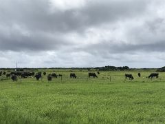 八重山諸島へひとり旅    その８　牧歌的な黒島