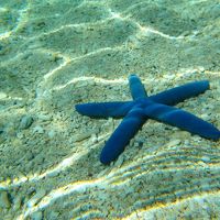 初の慶良間諸島　8泊9日の旅⑤