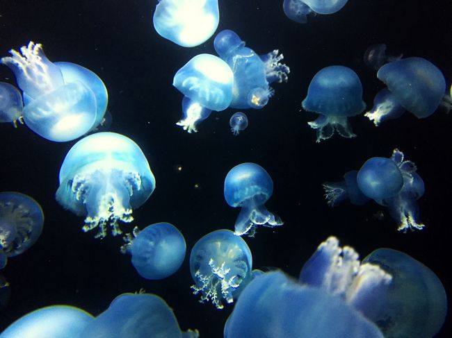 海月が漂う夜／真夏の究極ヒーリング☆山形・クラゲ水族館