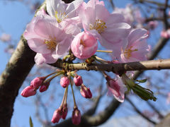 散歩・桜を見ながら… 2017.04.15