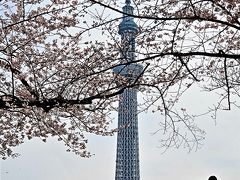 浅草・桜-2　東京スカイツリー＆さくら　☆新鮮な構図！満開・桜花/謳歌