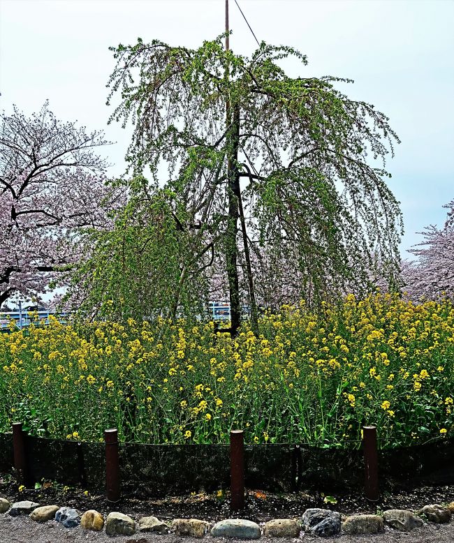 隅田公園（すみだこうえん）は、東京都の隅田川沿いにある公園で、右岸の台東区浅草、花川戸、今戸（地図）と左岸の墨田区向島にまたがる。春には桜が満開になり、夏には隅田川花火大会が行われる。<br />この公園は、1923年に発生した関東大震災により、壊滅的な被害を受けた東京の復興事業の一環として、後藤新平の主導により浜町公園（中央区）、錦糸公園(墨田区）と並んで計画・整備された。<br /><br />隅田公園内には約700本の桜があり、日本さくら名所100選に選定されていて、毎年さくらまつりが開催される。 約1キロに渡る隅田川両岸の桜並木は、八代将軍徳川吉宗のはからいにより植えられた。江戸時代より花見シーズンには多くの出店が列び賑わう。<br />（フリー百科事典『ウィキペディア（Wikipedia）』より引用）	<br />