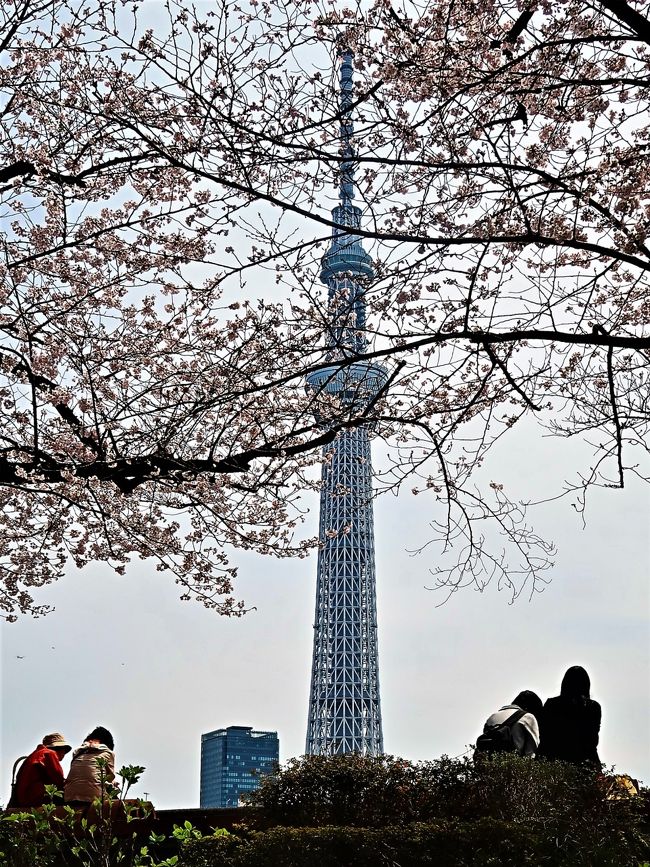 隅田公園（すみだこうえん）は、東京都の隅田川沿いにある公園で、右岸の台東区浅草、花川戸、今戸（地図）と左岸の墨田区向島にまたがる。春には桜が満開になり、夏には隅田川花火大会が行われる。<br /><br />隅田公園内には約700本の桜があり、日本さくら名所100選に選定されていて、毎年さくらまつりが開催される。 約1キロに渡る隅田川両岸の桜並木は、八代将軍徳川吉宗のはからいにより植えられた。江戸時代より花見シーズンには多くの出店が列び賑わう。<br />（フリー百科事典『ウィキペディア（Wikipedia）』より引用）	<br /><br />