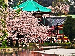上野・桜-1　不忍池  堤沿いに満開花めぐり　☆弁天堂にお詣り