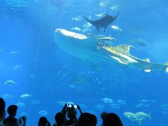 沖縄家族旅行・・美ら海水族館（１）の紹介です。