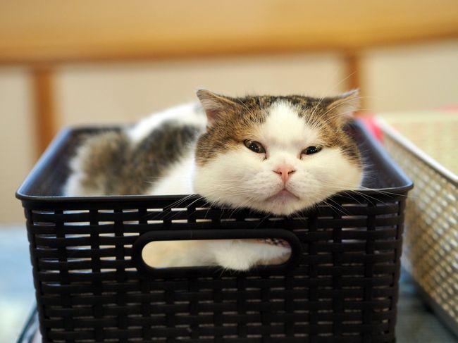 一部の4トラベラーの皆さん、お待たせしました！<br />台北オフ会旅行記のpart2は猫カフェの老舗「猫花苑」編です。<br />猫達に和むなり悶えるなりお好きにどうぞ（爆）