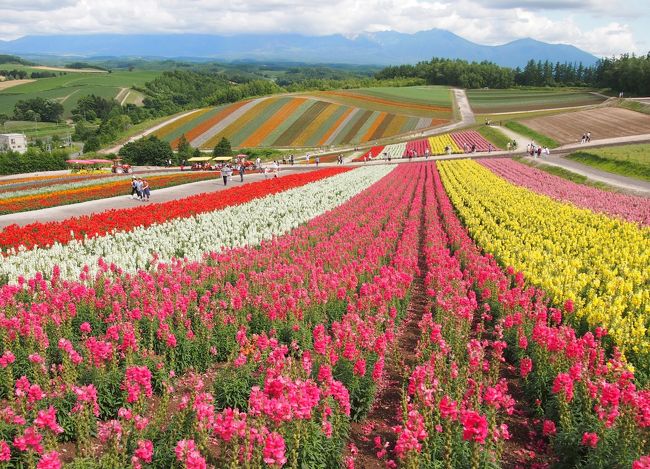 ７月１８日～２１日の３泊４日で北海道へ旅行してきました<br /><br />以前からラベンダーが咲く時期に行ってみたいと言ってた母、<br />旦那に予定を聞くと少し前じゃないと休み取れるか分からないというので、<br />この時期の飛行機は早目に取っておかないといけないと思い、じゃあ２人で行こうと、ラベンダーが咲いててお子さんの夏休み時期は避けた日程を５月中に決めて、［飛行機＋ホテル＋レンタカー］がセットのじゃらんパックで予約をしました。<br />ホテルは同じホテル限定だったけど泊数を選べたので、最後の１泊分は自分で別に取るようにして、２泊分は旭川のホテルに決めました。<br /><br />２日目は、昨年も旦那と行った場所もありますが、母は初めての美瑛の青い池に行き、富良野のファーム富田、そして美瑛の四季彩の丘、美瑛神社などを観光しました。<br />