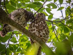 お母さんに　甘える　アオバズクの ヒナ～