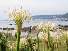 天神島でハマユウと浜辺の植物を見る。