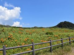 外房の太東埼を彩るスカシユリの群落（千葉）