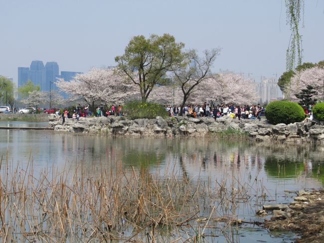 上海市や近郊には史跡や水郷の街などたくさんの見どころがあります。<br /><br />ほとんどが日帰りで行く事が出来るので土、日に暇を見つけて訪れてみました。<br /><br />忙しさにかまけ旅行記のアップが遅れ気味なのでコメントは少々略して後から手を入れる(?)つもりです。<br /><br />4/4は清明節、日本で言えばお盆、お墓参りで帰省する人も多く国民の休日です。<br />今年は土曜との振替で4/2-4/4の三連休です。ちょうど春の花の盛り、桜や郁金香(チューリップ)、菜の花を探してうろついてみました。<br />訪れた場所は、<br />①　顧村公園, 甘泉外語中学, 郁金香公園<br />②　広場公園, 中山公園, 彫刻公園, 南浦大橋, 奉賢区庄行<br />③　無錫<br />です。<br /><br />写真は太湖鼈頭渚風景区桜花谷の桜<br />