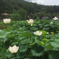 蓮の花咲く慶州といつもとはちょっと違う釜山のたび　1日目
