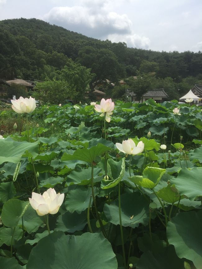 5月頃、夫がポロッと「慶州に行ってみたいね。」と言い、今度の旅行は始まりました。<br />これまで幾度となく、釜山には足を運びましたが、慶州にはまだ行ったことがありませんでした。<br />果たして、どんな旅になるのでしょうか?
