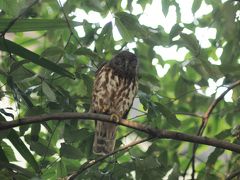 フクロウのアオバズクのいる梶無神社（東大阪市）