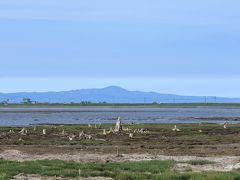 北海道の海岸線をマイカーで巡る11日間の旅に行ってきました！【№5】　第8～11日目　野付半島～根室半島～釧路を巡ります