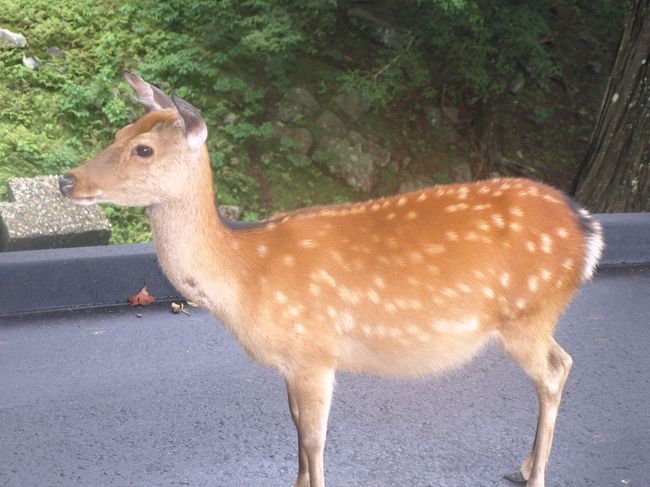 もちろん金華山神社も目的の一つでしたが、きんかさんの以下の動物が関係あると知り確かめようとしました。サルにはシカとされたかも。<br />ちなみに毎月１か所は訪れていますが、アクセスもこのところ低空飛行なので555555並びは秋になりそうですね。