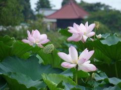 城沼の花ハス_2017_まだ沢山咲いています。でも岸からは遠い。（群馬県・館林市）