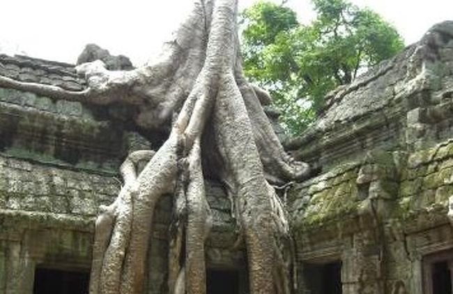 ラピュタの世界 タプローム遺跡 リベンジ 思い出のアンコールワット3 シェムリアップ カンボジア の旅行記 ブログ By まりもまめさん フォートラベル
