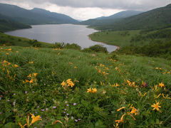 ノゾリキスゲ満開の野反湖へ　雨で白砂山は断念