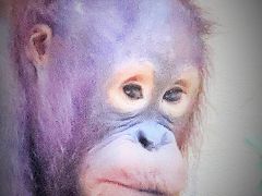 札幌-8　市円山動物園　キリン・ダチョウは屋内に　☆爬虫類・両生類が充実