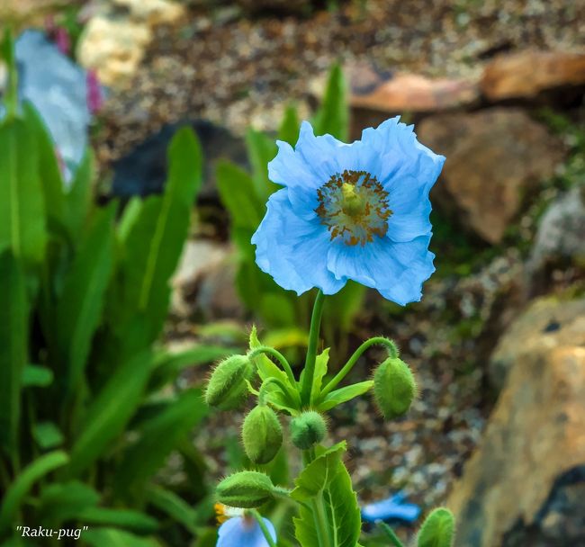  白馬　五竜高山植物園　北尾根高原　黒菱平<br /><br />　今回　高山植物園へ　行って　可憐な　多くのお花！！<br /><br />　素朴で　一生懸命に　咲いている　花に<br /><br />　魅力を　感じます。<br /><br />　鮮やかな　花が　多く　高山でしか　見られない<br /><br />　植物に　出会えました。　美しい景色を　堪能でき<br /><br />　自然に　触れ合え　清々しい気持ちを<br /><br />　感じ　花に癒された　旅でした～<br /><br />　　