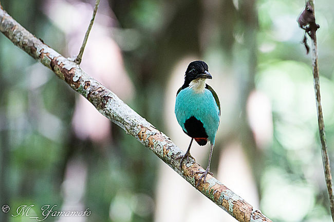 4月にルソン島に行ったばかりなのに、知り合いからソライロヤイロチョウ（azure-breasted pitta ）を撮影に行きませんか？との誘いが！<br />いづれ行こうと思ってたので、2ヶ月連続のフィリピンとなるがいくことにした。　<br />　エアーはマニラまでがJetstar、マニラ-ダバオはセブパシフィック航空。<br />午後７時台成田発-１２時前にマニラ到着、翌日午前３時過ぎ発７時くらい到着。そこでガイドの出迎えを受け、目的地へ<br />目的地はPICOP、これは Paper Industrial Corporation of Philippines 。製紙会社所有地。いつ、この貴重な森がなくなるとも限らない。　別名　Paper　country　とも言うらしいが、町の名前ではBislig（ダバオの北東車で３時間半くらい）という海辺の町近辺。<br />現地滞在時間は４日で４日目の深夜便で翌日早朝成田着。<br />