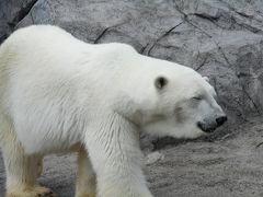 旭山動物園（札幌・旭川）