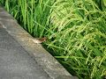 幸手・久喜・栗橋の旅行記