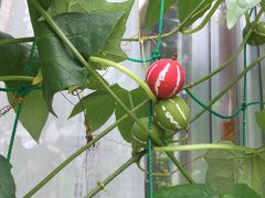 夏の日、季節を感じる植物と虫の一枚の写真！