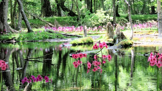 日光が大好きです。<br />といっても東照宮のあたりではなく奥日光。山歩きを始めてから山仲間に勧められて来てみたら本当に素晴らしいところですっかりハマって毎年何回か訪れています。<br />季節ごとにそれぞれ楽しみはありますが、6月はやっぱりクリンソウだよね!ということで母と中禅寺湖を遊覧船でショートクルーズして千手ヶ浜まで見にいきました。<br />千手ヶ浜はきれいな湖と砂浜にかわいいクリンソウの花々が咲き乱れる、まさに楽園!美しすぎる景色を堪能できました。かつて外国の大使館の別荘が中禅寺湖の湖畔にたくさんあったのもうなずけます。<br />宿泊は湯元温泉なので、小田代ヶ原経由で宿まで歩きましたが、木漏れ日の森の中を歩くのはとても気持ちよかったです。<br />日光は日帰りもできるのですが、温泉も素晴らしいのでやはり泊まった方が楽しいです。<br />翌日は戦場ヶ原散策後に陽明門の修復が終わったばかりの東照宮を見学に行きました。写真が多いので3回に分かれます。