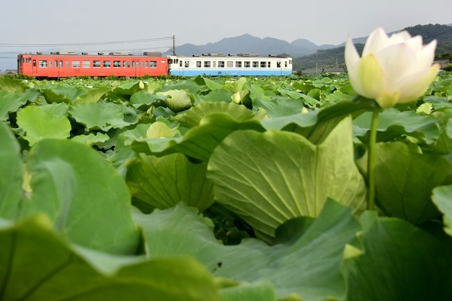 鳴門の蓮根畑に広がる早朝の蓮の花と、鳴門の渦潮を見に訪れてみました。