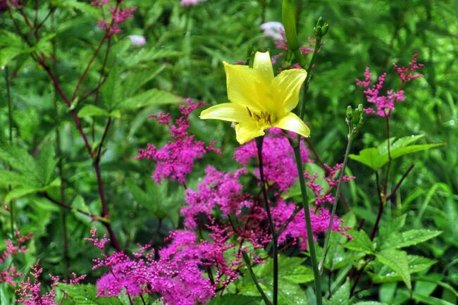 ７月の○○会は、昨年、天候不良で断念した長野県富士見町にある入笠湿原の夏の花を楽しむハイキングに再挑戦。<br />出発時に降っていた雨も、甲府を過ぎると晴れてきて、一安心。<br />初めて訪れた入笠湿原でしたが、花の種類の多さには驚かされました。<br />入笠湿原の綺麗な花を楽しんだ後、帰りにサントリー白州蒸溜所とシャルマンワインのワイナリーに立ち寄り、お酒のお土産と共に帰路に着きました。<br />写真は、入笠湿原の夏を彩るユウスゲとシモツケソウ。