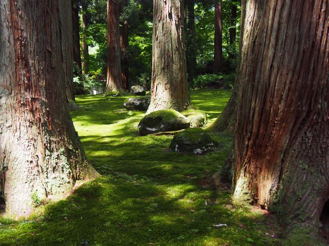 クラブツーリズムのバスツアー「越前の苔寺!白山平泉寺・宝物館特別公開 大本山永平寺と天空の庭・越前大野城」、永平寺の次は白山平泉寺です。<br /><br />白山平泉寺、この名を見れば、お寺のようですが、ちょっとしらべると神社のようにも書いてあります。<br /><br />どっちなんでしょう。<br /><br />バスガイドさんの説明は、1868年の神仏分離令で、平泉寺はなくなり、神仏習合時代の白山社の本殿、拝殿、鳥居などが残り、「白山神社」となった、とのこと。<br /><br />だから平泉寺白山神社とも呼ばれ、神社なのです。<br /><br />自由散策の白山神社、苔むす境内と神氣を感じる、良いところでした。<br /><br />【写真は、白山神社の苔むす境内です。】