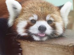 真夏のレッサーパンダ詣はまだ涼しくて助かった曇天の千葉市動物公園から（１）だれてても可愛いレッサーパンダ特集その１：女の子になったメイタちゃんと初再会～風太くんと息子夫婦と孫たち総勢８頭