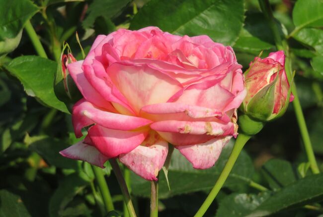 庄内緑地公園のバラ園紹介の締め括りです。6月からは、花菖蒲の季節になりますが、この公園のハナショウブ園には87種、約18,000株が栽培され、中々見応えがあります。