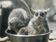 真夏のレッサーパンダ詣はまだ涼しくて助かった曇天の千葉市動物公園へ（３）じっくり過ごした動物科学館：フタユビナマケモノの赤ちゃんは見られなかったけれど、ショーガラコとガマグチヨタカ、そしてレッサーパンダの骨と出会う